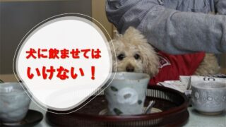 犬に緑茶はダメ 麦茶はよくて緑茶はダメな理由 ファーマーズmatahari