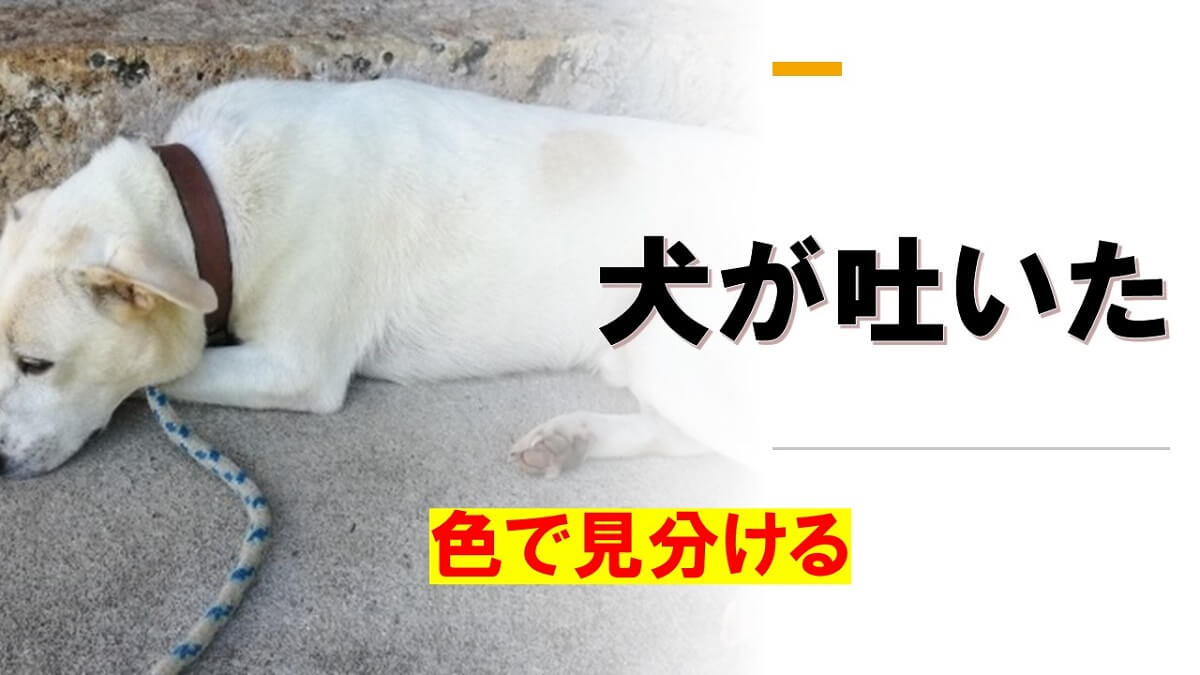 犬が吐いた色で見分ける 吐いた原因と対策 考えられる病気一覧表 ファーマーズmatahari
