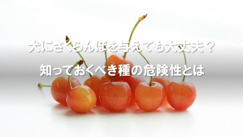 犬にさくらんぼを与えても大丈夫 知っておくべき種の危険性とは 犬の食べ物