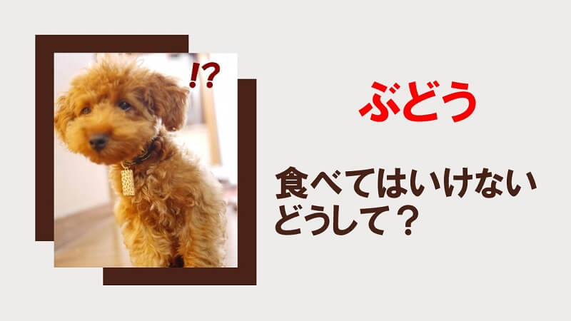 なぜ犬にぶどうを食べさせてはいけないの?