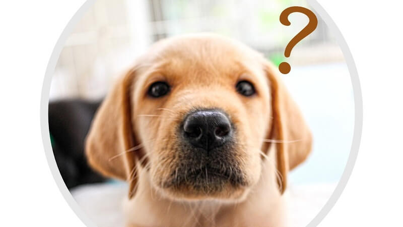 犬の涙やけの原因は主に5つに分類される