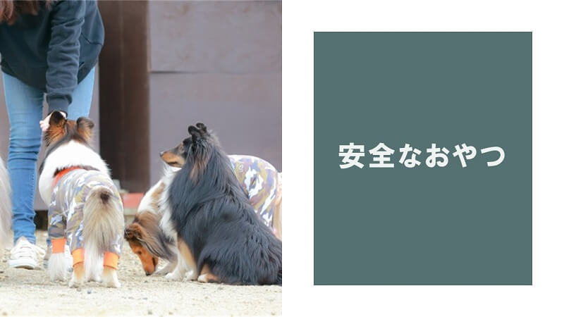 子犬でも食べられる安全なおやつランキングベスト3
