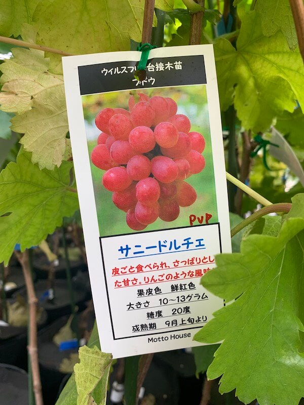 サニードルチェ